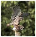Kestrels Mating AE19